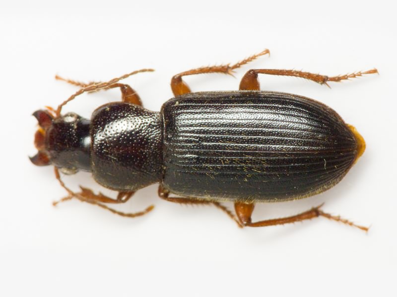 Carabidae Latreille, 1802